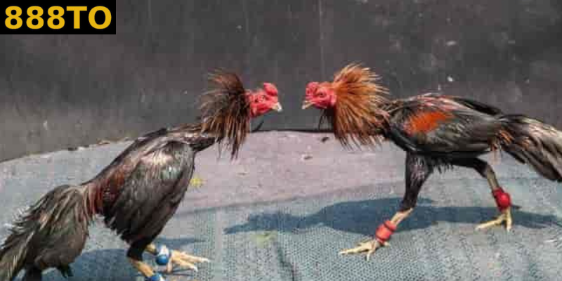 Đá gà cựa sắt – Góc nhìn văn hoá, lịch sử và thực trạng hiện đại 888to