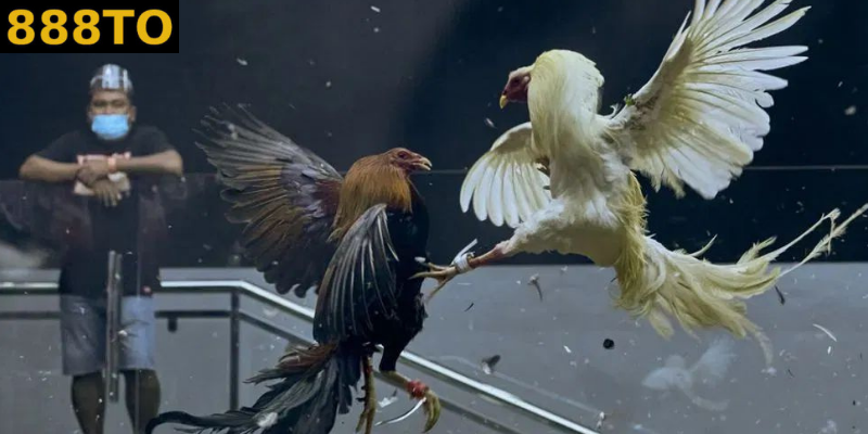 đá gà cựa sắt trong đời sống văn hoá truyền thống