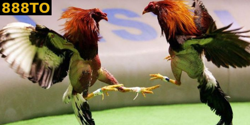 mỗi quốc gia đều có một góc nhìn khác nhau về đá gà cựa sắt