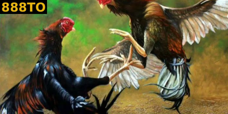 Đá gà cửa sắt chính là dân gian, truyền thuyết, phong tục từ bao đời nay