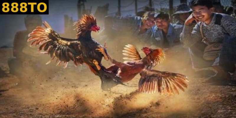 góc nhìn chung về đá gà thomo