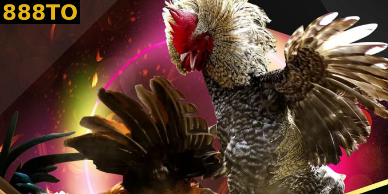 đá gà Thomo trong đời sống