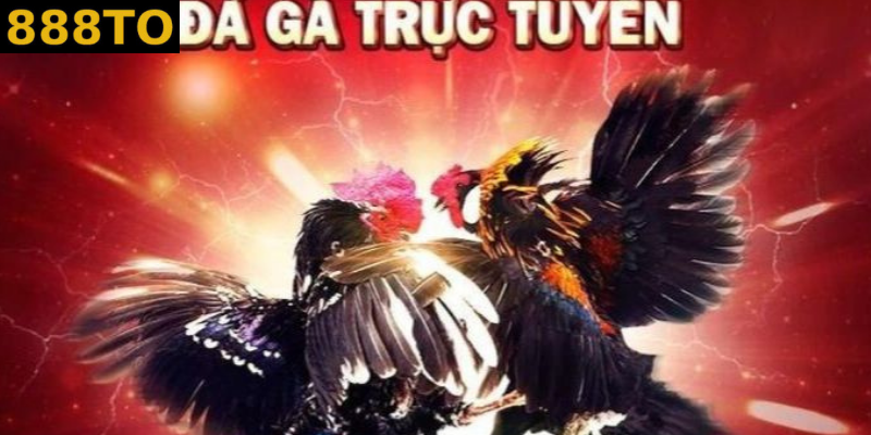 Đá gà online – Khái niệm, nguồn gốc và cách hiểu đúng trong thời đại số 888to