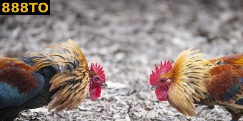 Tìm hiểu thêm về đá gà online