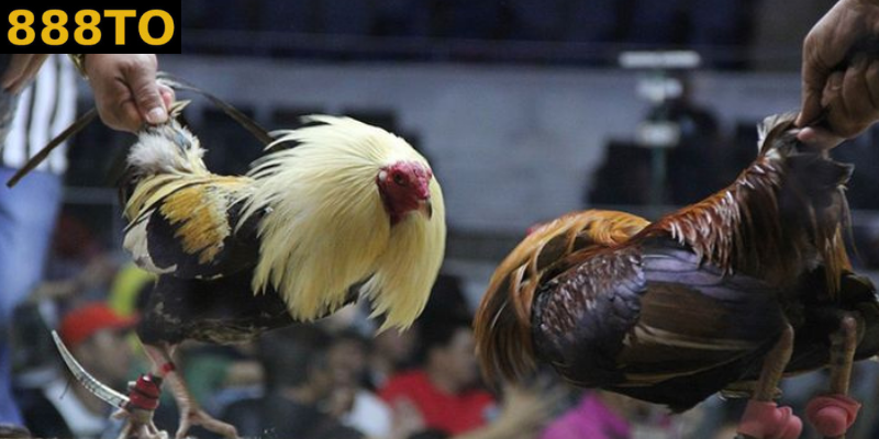 Nguồn gốc và sự phát triển của đá gà online