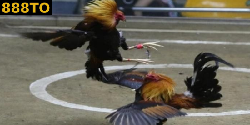 đá gà online đã phát triển rộng rãi trên các nền tảng 