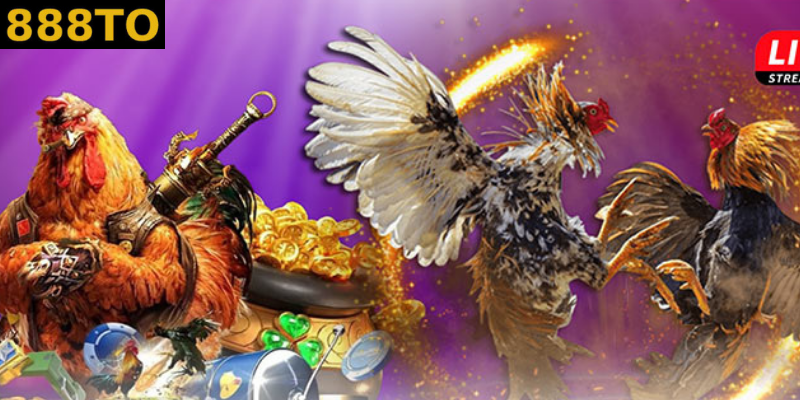 Tham gia theo dõi những trận chiến đỉnh cao tại đá gà 888to