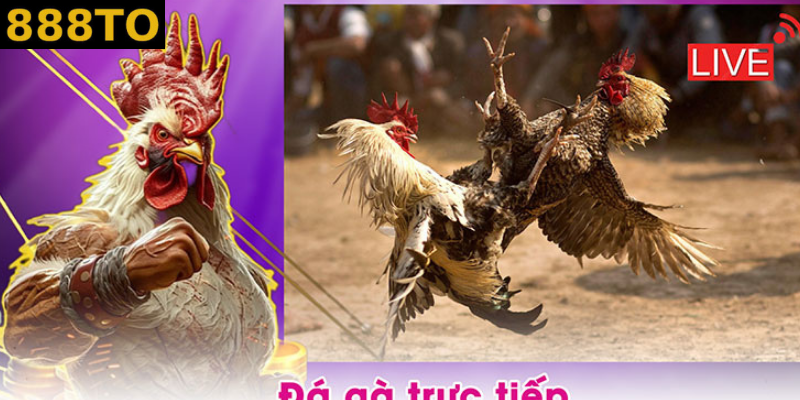 Trải nghiệm vô số kèo cược đá gà siêu hấp dẫn