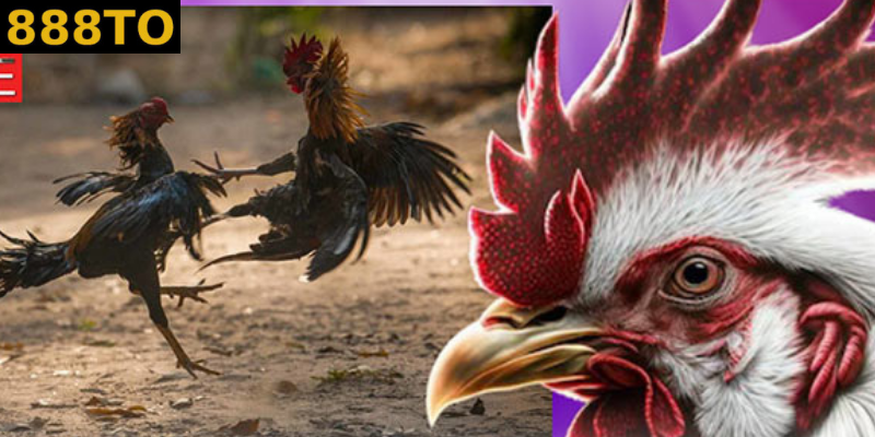 Mẹo giành chiến thắng khi cược gà từ các cao thủ tài ba